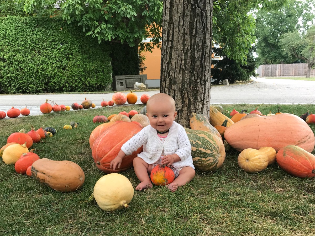 Au an der Donau to Grein –&nbsp;29km